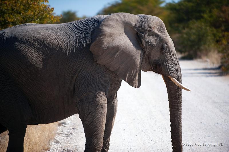 20090610_140205 D3 X1.jpg - Etosha National Park.  "Always cross onthe green"